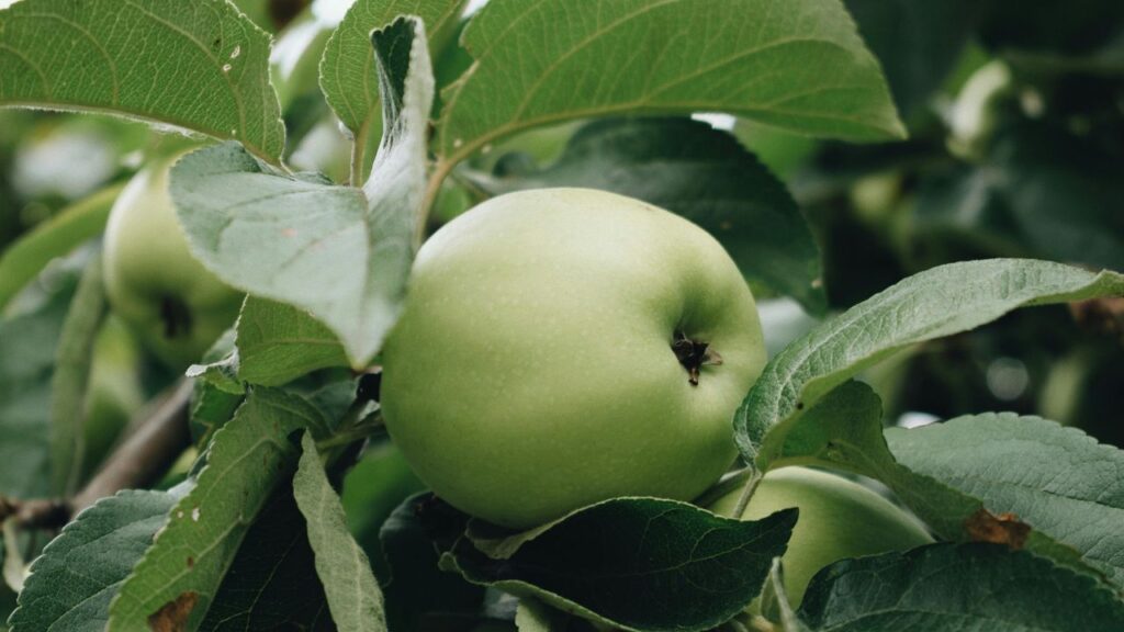 Growing Your Own Green Apples at Home