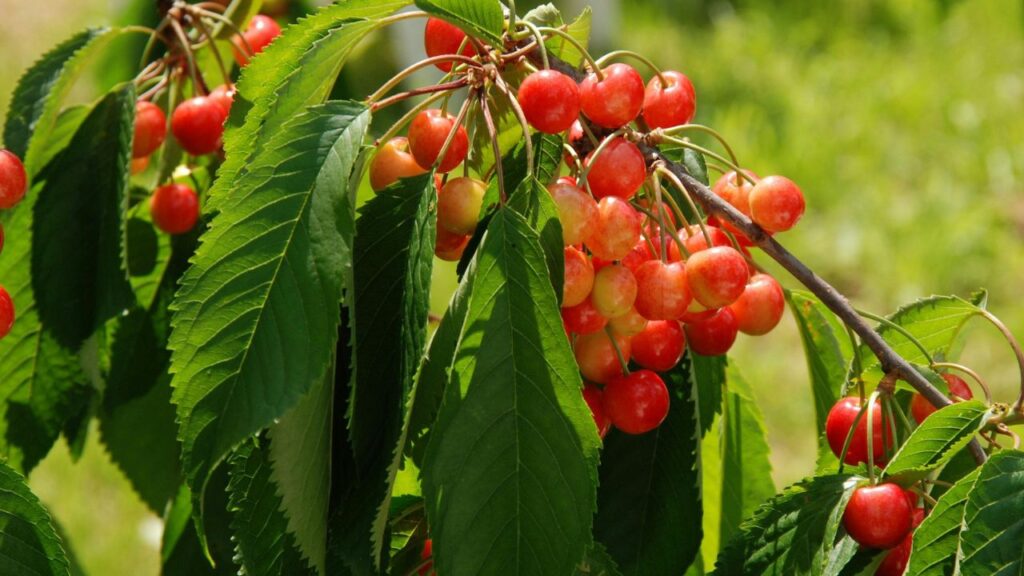 Luscious Ruby Foods Are Your New Health Secret