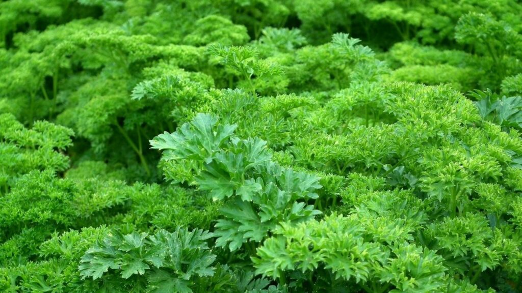 Understanding the Nature of Lush Vegetation