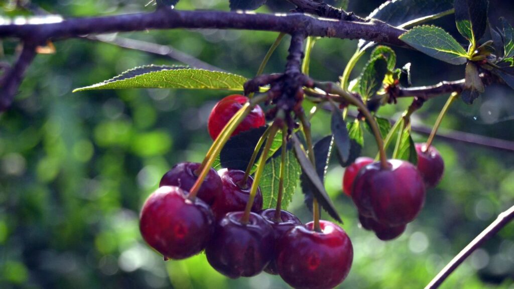 Cherry Keeper with others