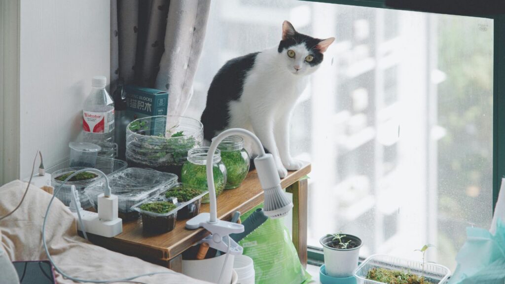 The Growing Future of Miniature Riced Vegetables